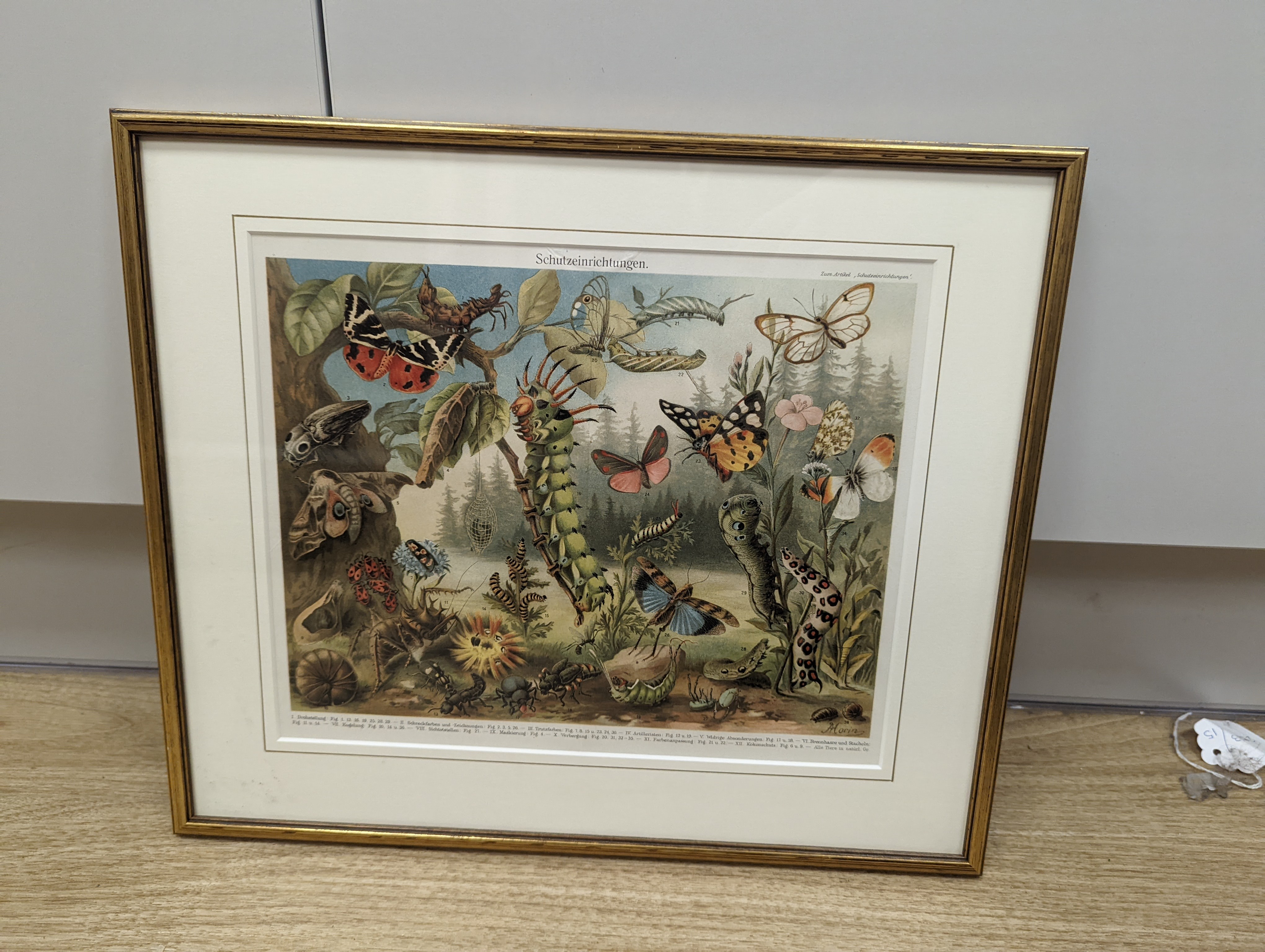 Bibliographisches Institut, Leipzig, sixteen assorted chromolithographs, Illustrations of orchids, fungi and other flora and fauna, 22 x 29cm